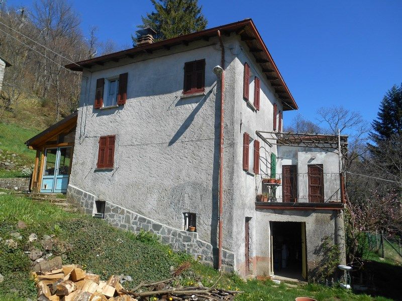 La fioritura delle giunchiglie in Lunigiana: la natura dà spettacolo